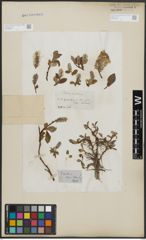 Foto von Salix arctica Pall.